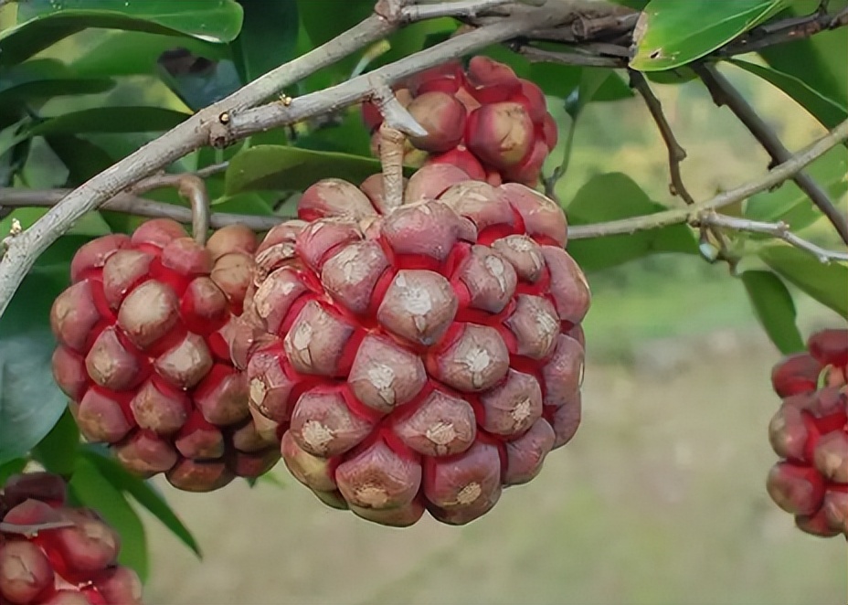 6种野果,5种你从来没见过的水果