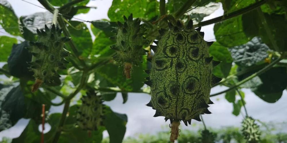 火参果，黄瓜的非洲“亲戚”，吸引眼球却没有征服消费者的味蕾