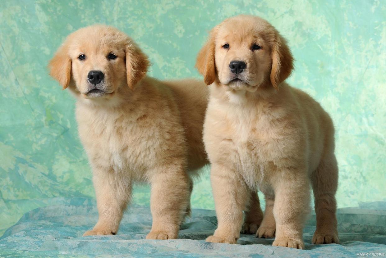 金毛寻回犬百科介绍,金毛路虎网红介绍