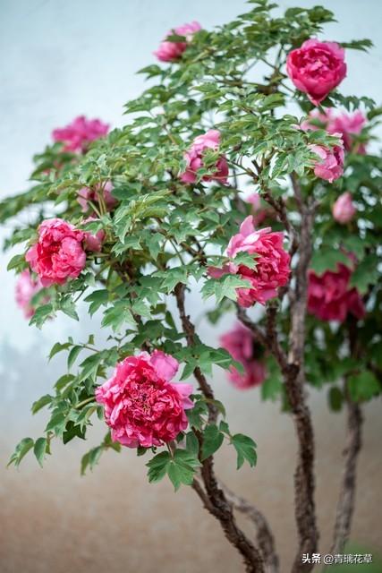 在家养棵发财树寓意着日进斗金,家里养哪些树越老越值钱