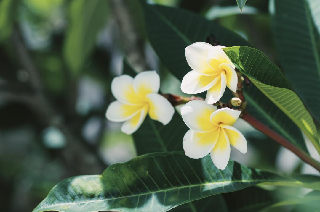 三亚沙滩和碧海蓝天,三亚有清澈的海水和美丽的沙滩