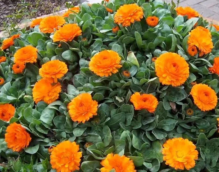 秋天军营风景,军营秋天