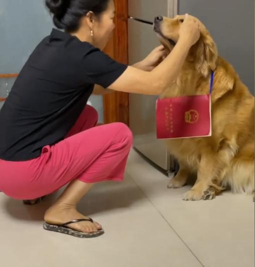 网红金毛coco到底是得了什么病,金毛coco离世原视频