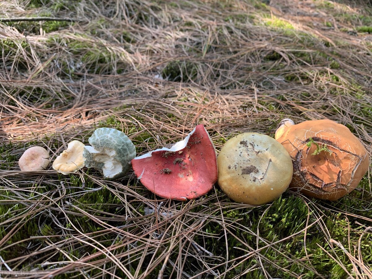 云南大山深处的大山,云南大山里的快乐