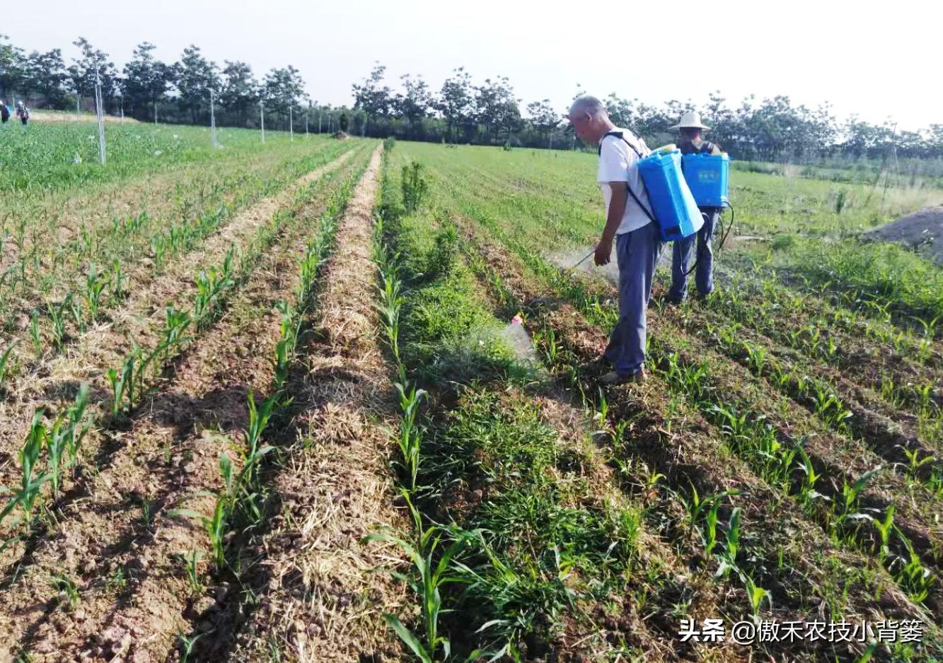 玉米田间怎样管理能增产,积温2350到2550适合种什么高产玉米