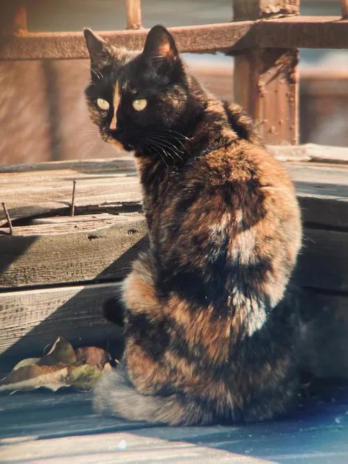 常见中华田园猫介绍,健康的田园猫有什么特征呢