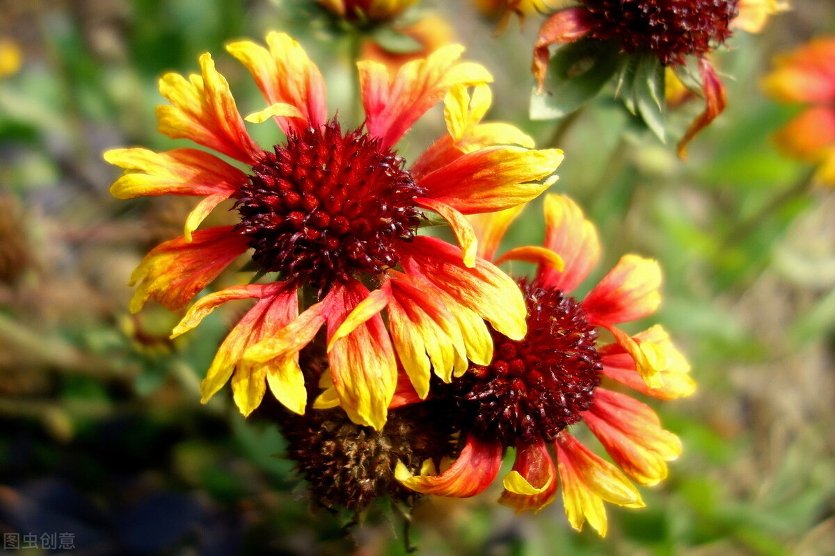 50种名贵菊花品种,菊花品种介绍附图大全