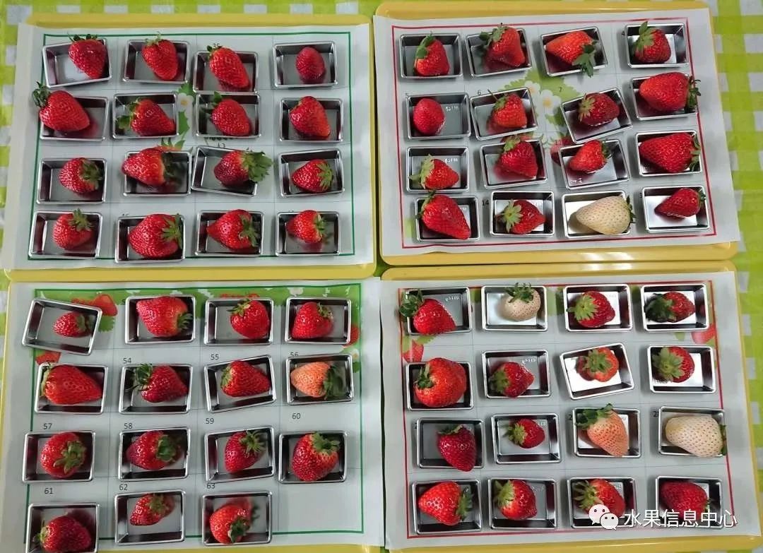 日本草莓评选大赛,排名第一的草莓品种是什么?