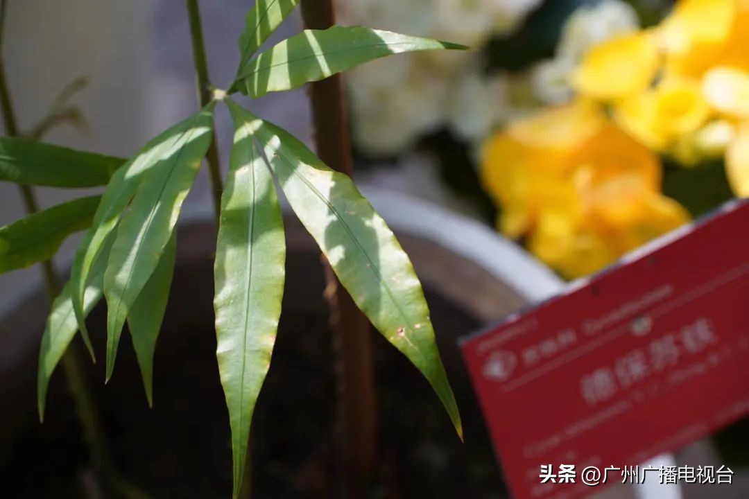 2023年全国兰花展预告,世界上最好看的兰花展