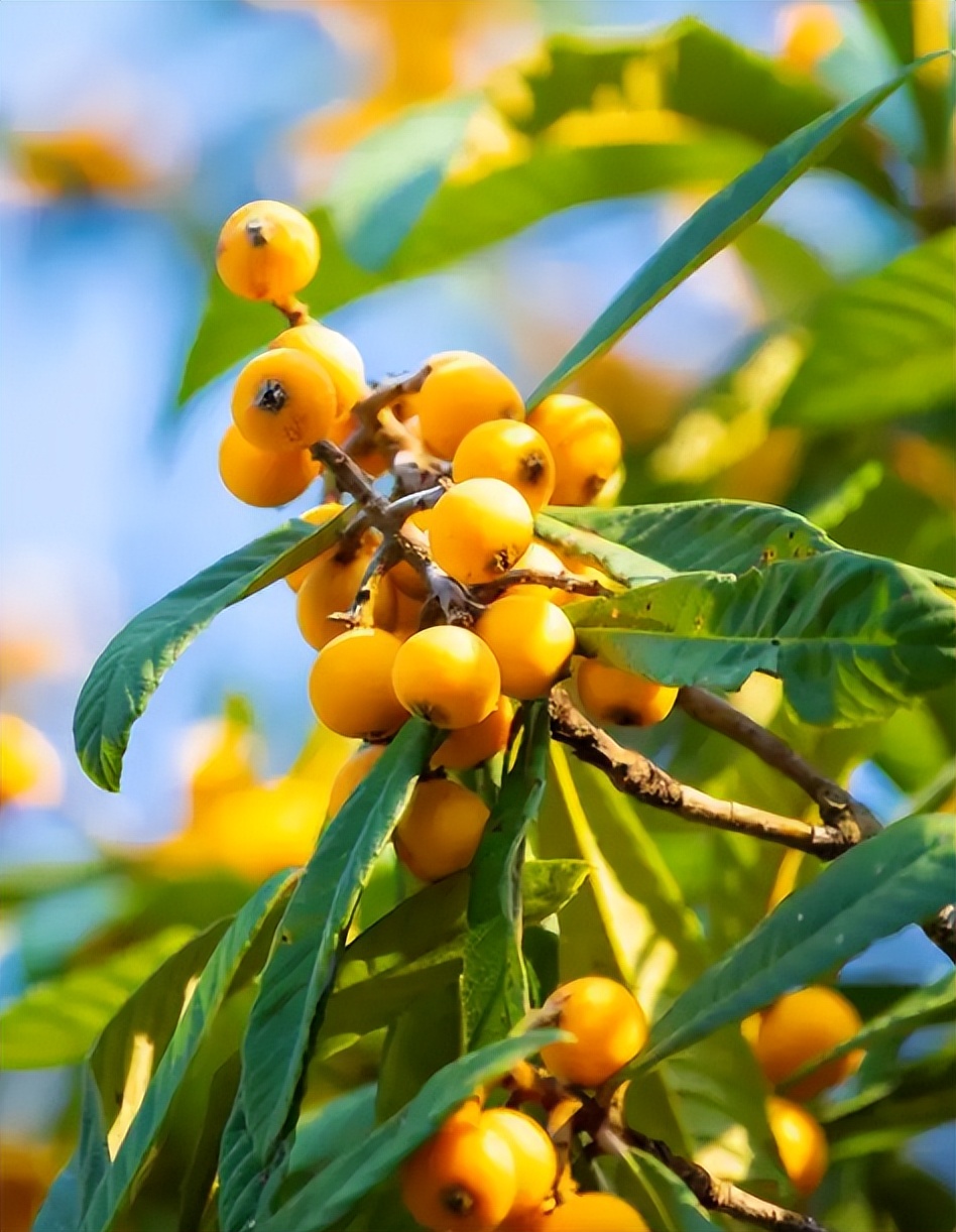 诗词鉴赏-南风树树熟枇杷，有关枇杷的诗词，写满了旧日的好时光