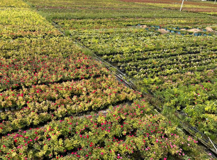 全国四大月季基地,上千亩种植基地