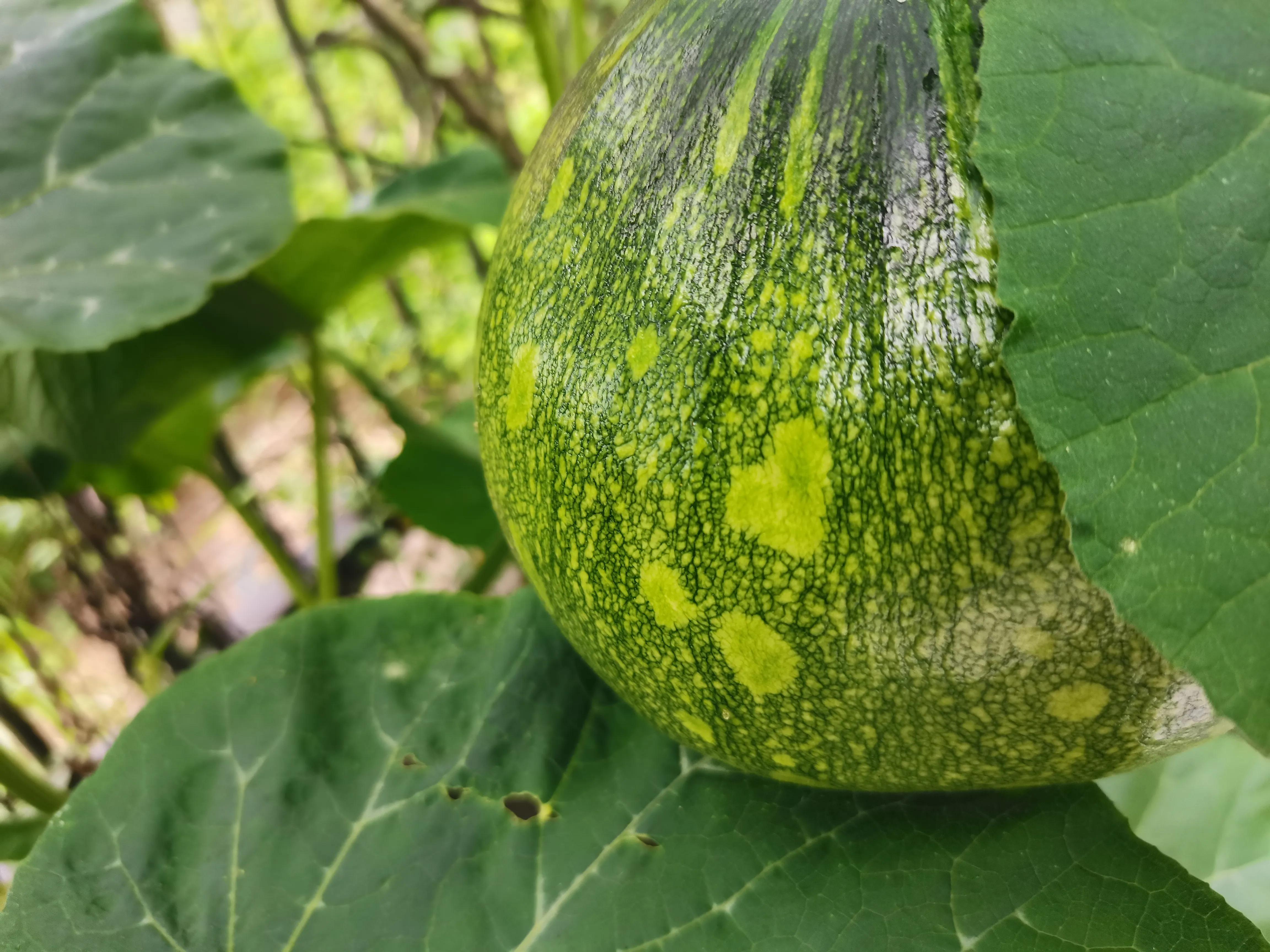 花园里的一年四季,春天花园里美丽景色