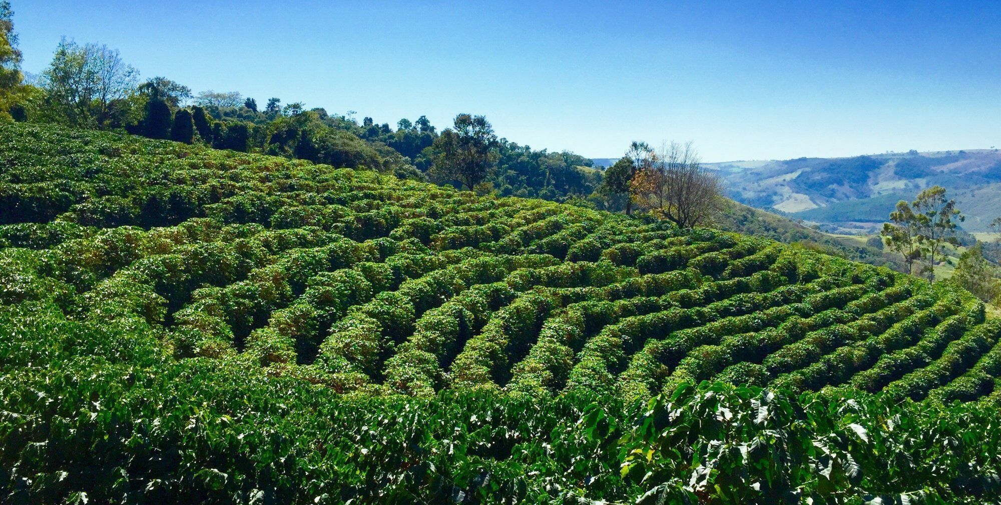 巴西为什么足球这么厉害,巴西为什么是体育强国