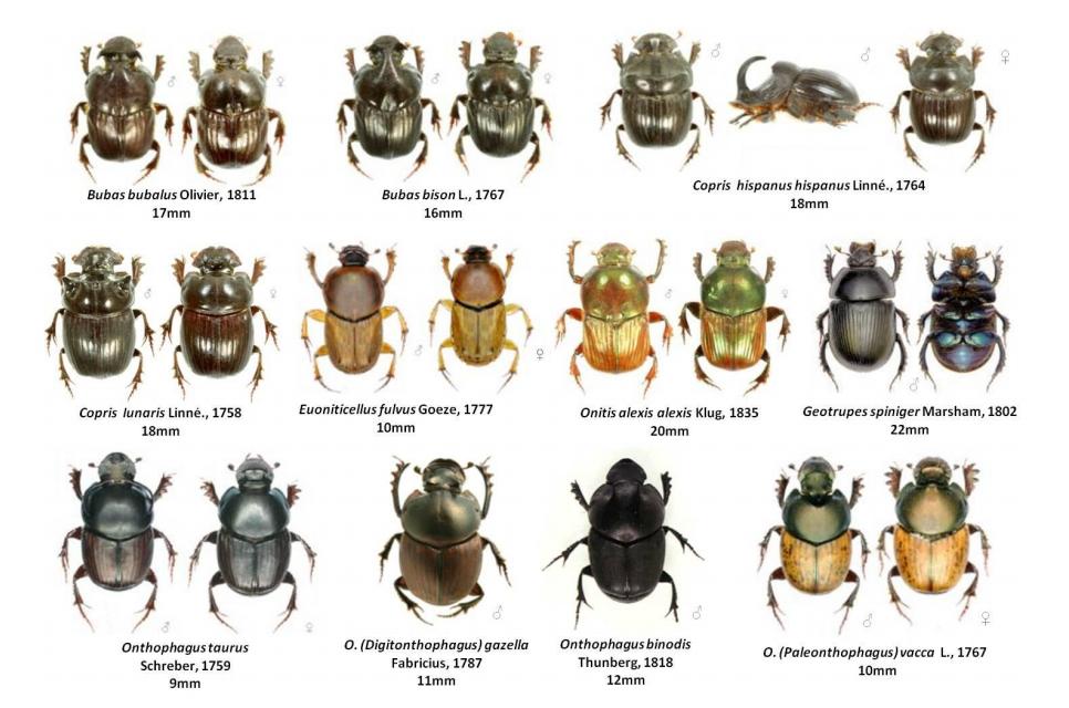 屎壳郎漂洋过海,屎壳郎出口澳大利亚时间