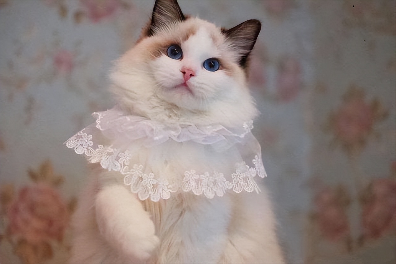 什么猫最好养而且最便宜,这几种猫没有钱别随便养