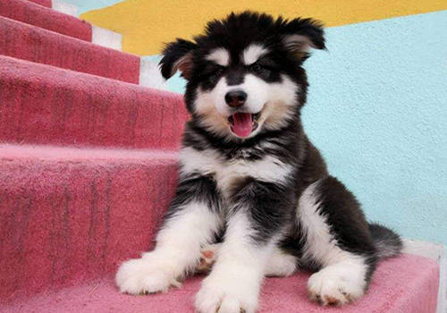 狗身上长了像皮癣一样的东西,狗的鼻子上长癣是什么原因