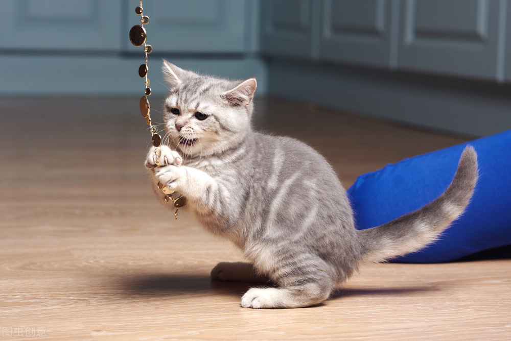 猫受伤伤口深用什么药,猫咪出血受伤了用什么药