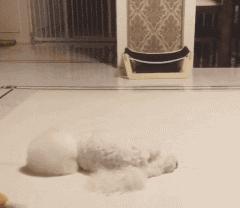 养比熊的都进来，不要再让“悲剧”发生了