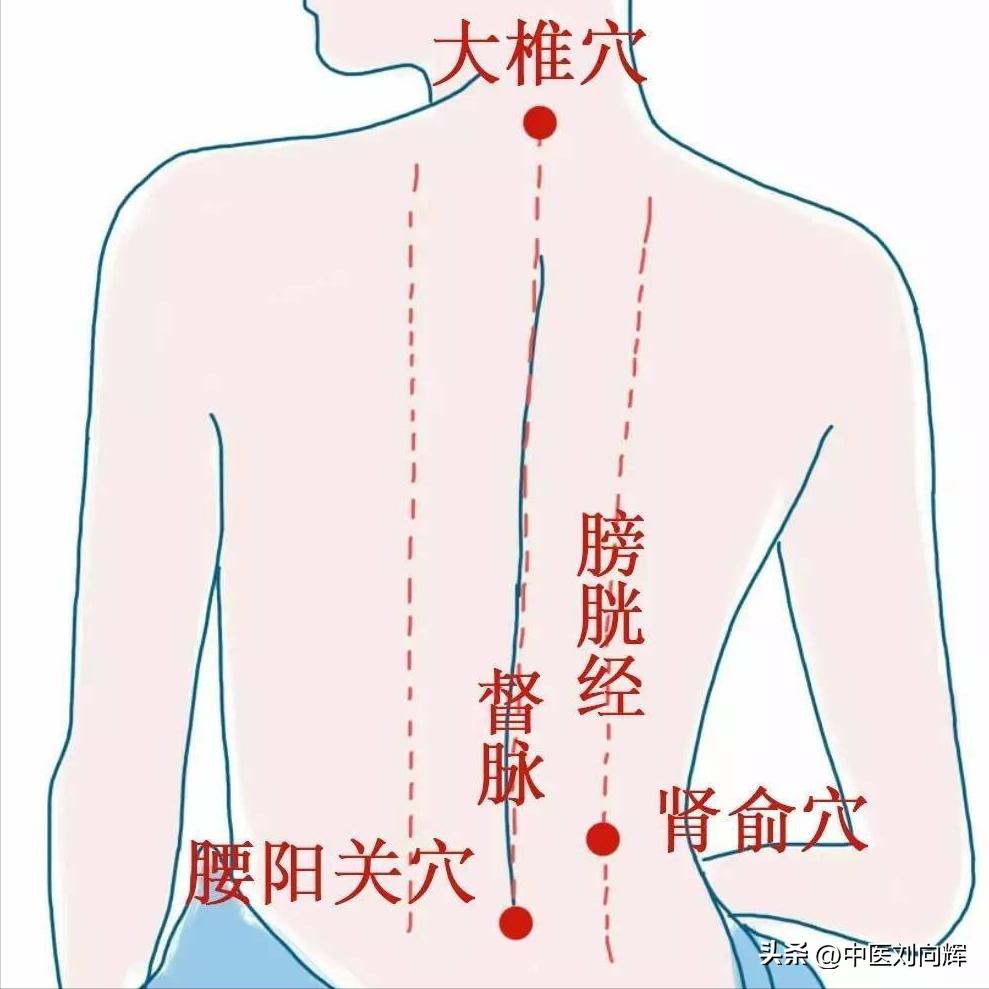 腰肌劳损，疼的直不起腰？中医送你一个中成药，补肾阳，强腰椎