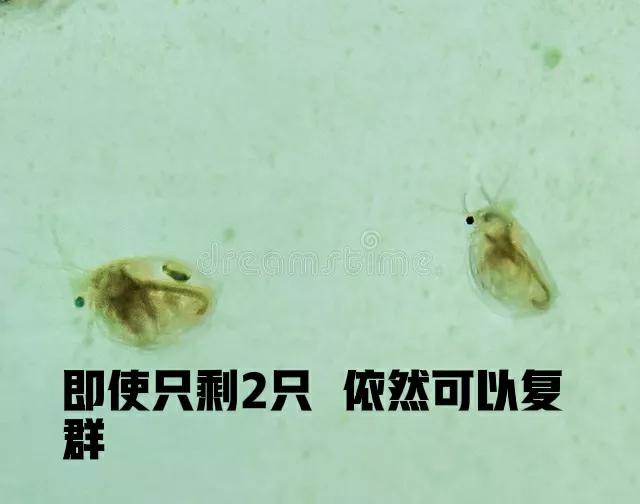 水蚤鱼虫的家庭养殖方法,养水蚤用鱼粪水好还是绿水好