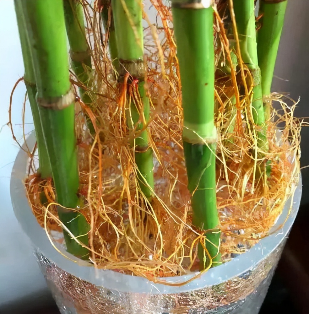 富贵竹怎么养才不会死,富贵竹该怎么养不会死掉