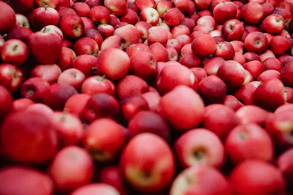 为什么新西兰火箭果这么贵,火箭果价格