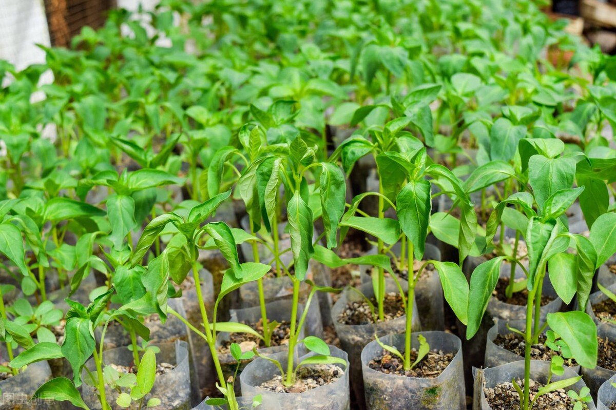 农业辣椒病毒病怎么治疗,辣椒病毒病的识别与防治方法