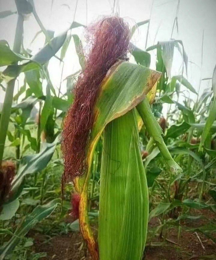 治懒病的药,懒是病吗应该怎么治