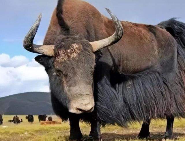 华中华北华南华东怎么区分,华中和华南对比