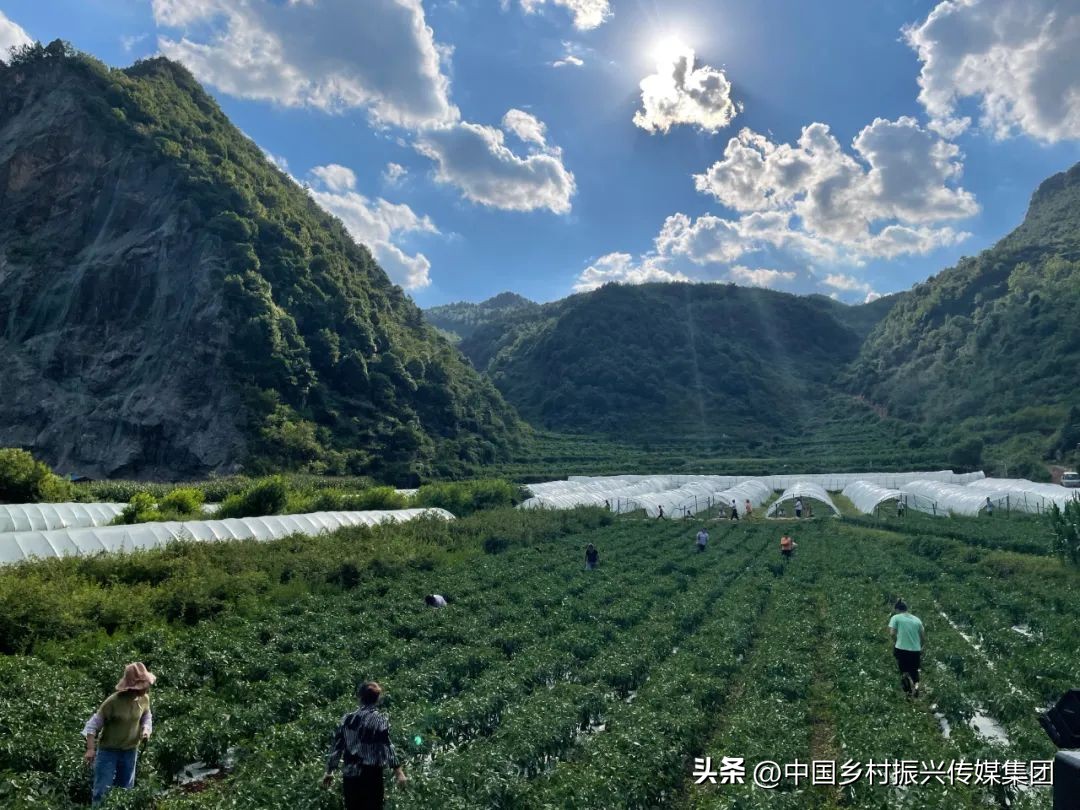 2023乡村振兴申报项目及补贴,振兴乡村国家有哪些资金扶持项目