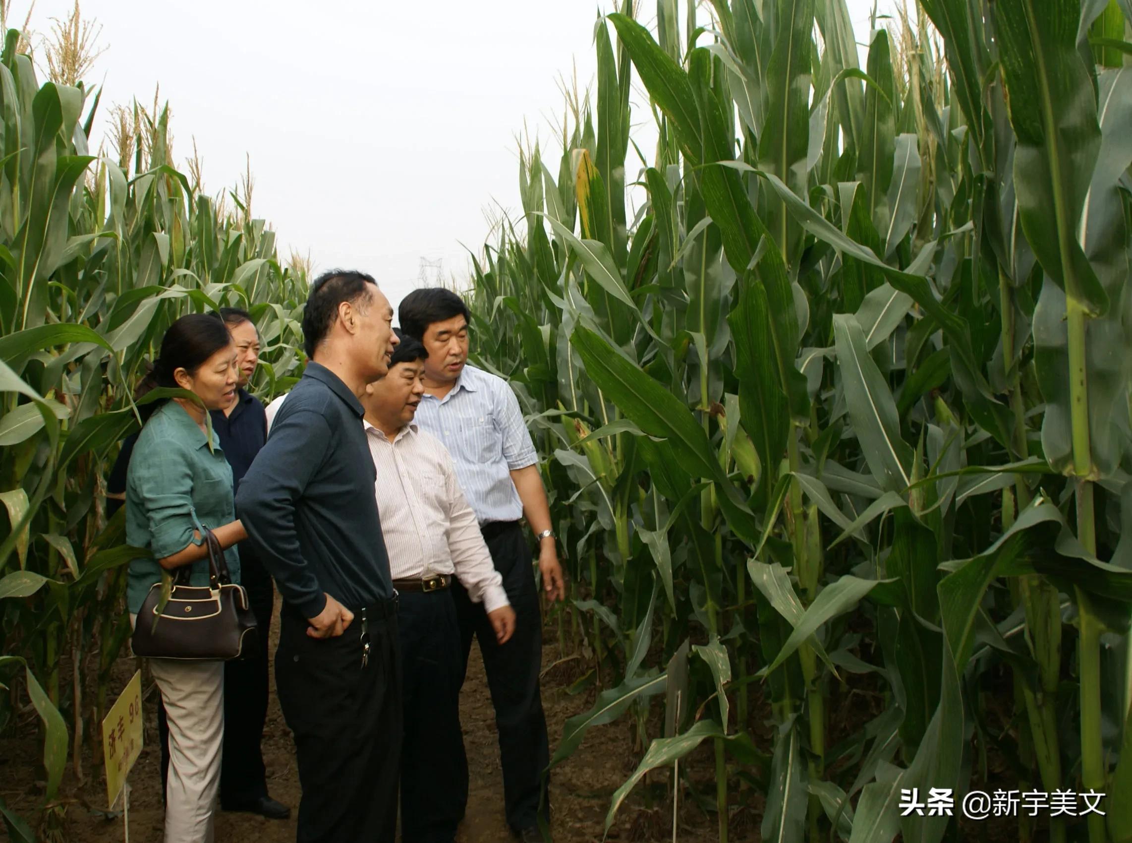 中国最优质的玉米,优质粮食玉米