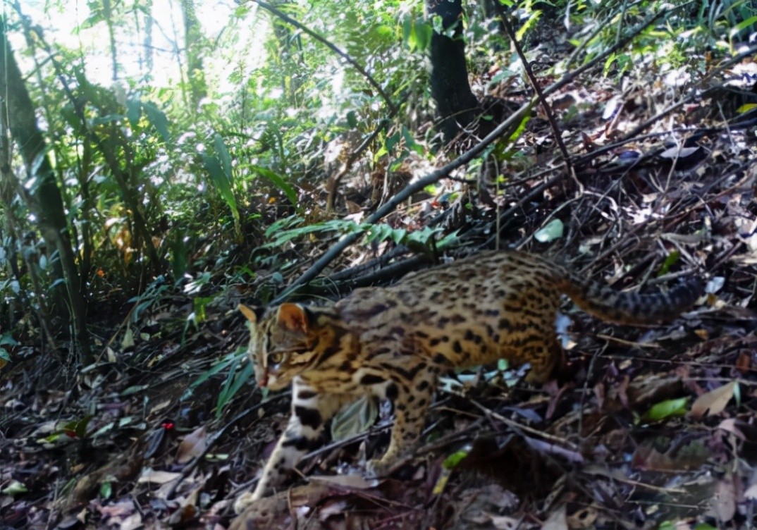 猛兽危险！“石虎”现身广东，外貌像极家猫，常被人误当猫咪饲养