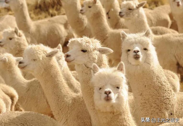 阿根廷除了足球还有什么,阿根廷遍地足球