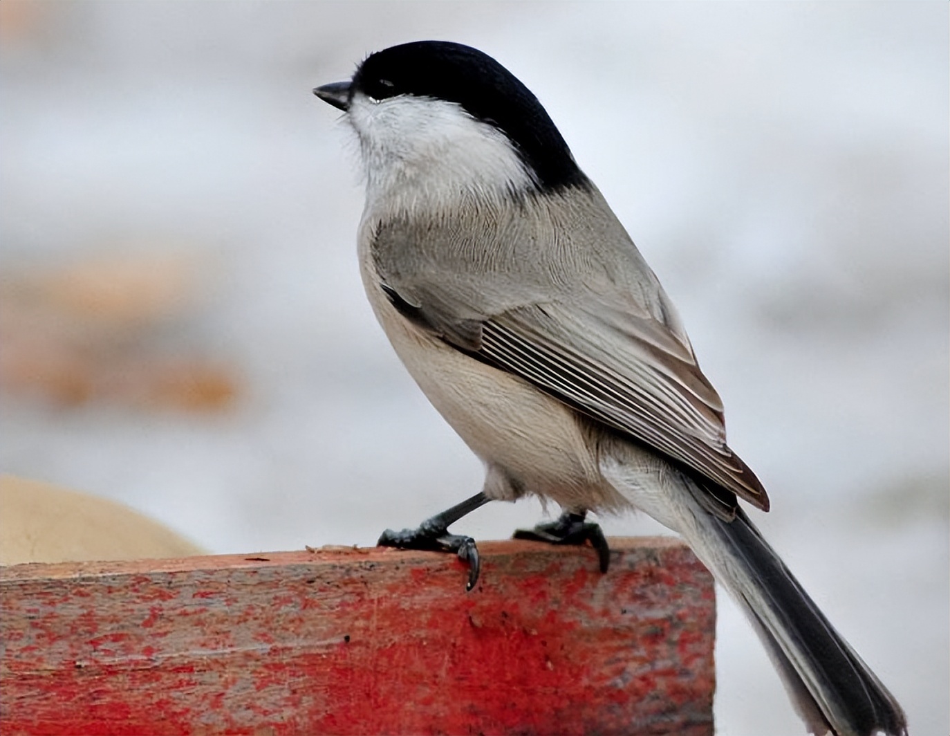 中国即将消失的养鸟文化六：这种鸟深受乾隆帝喜爱，为它特制笼子