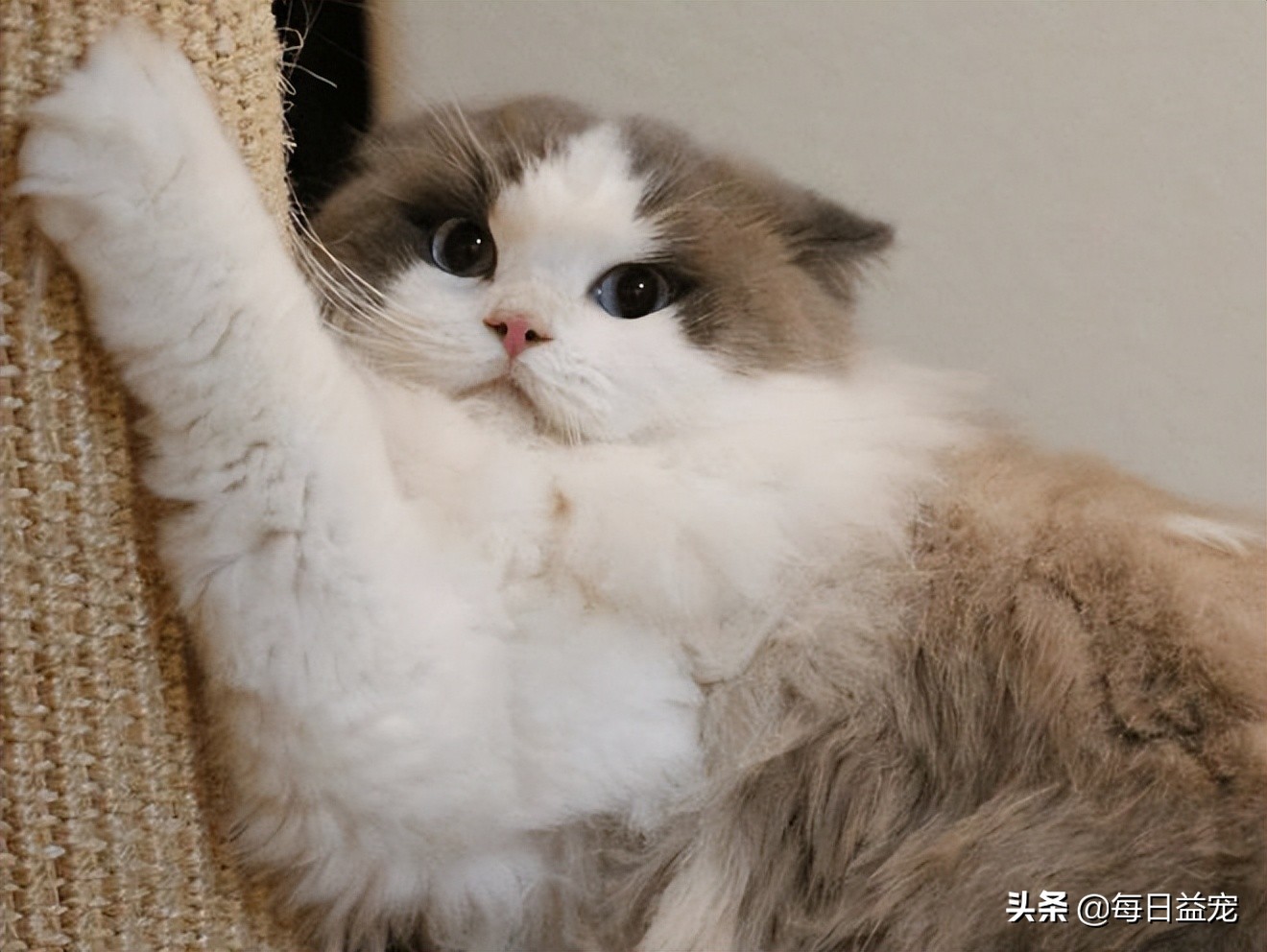 铲屎官们需要引起注意,铲屎官最担心的一天