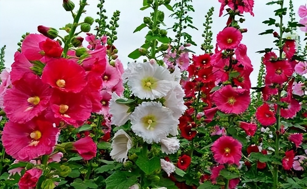 常觅春归不知处花田此地得逢君：栖云田园小镇·花间集