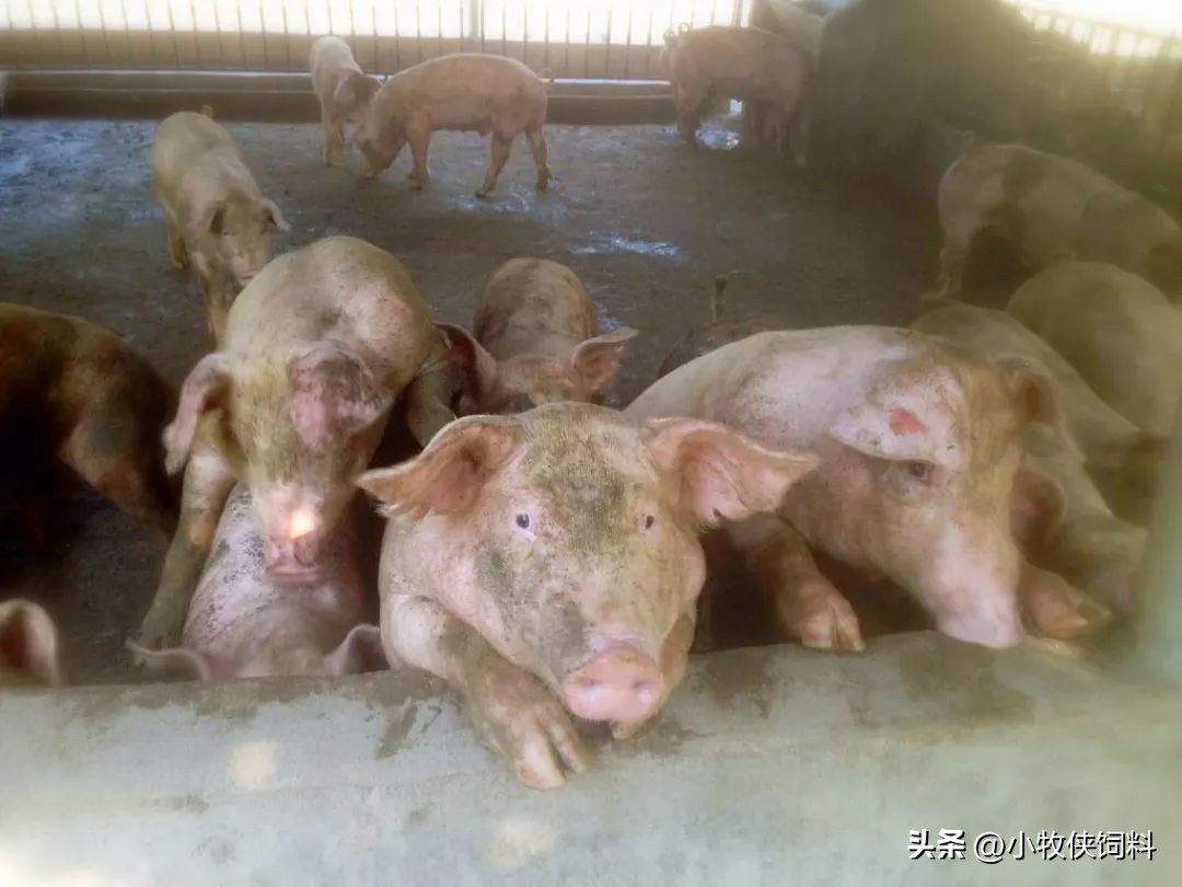 猪传染性萎缩性鼻炎传染仔猪吗,猪传染性萎缩性鼻炎