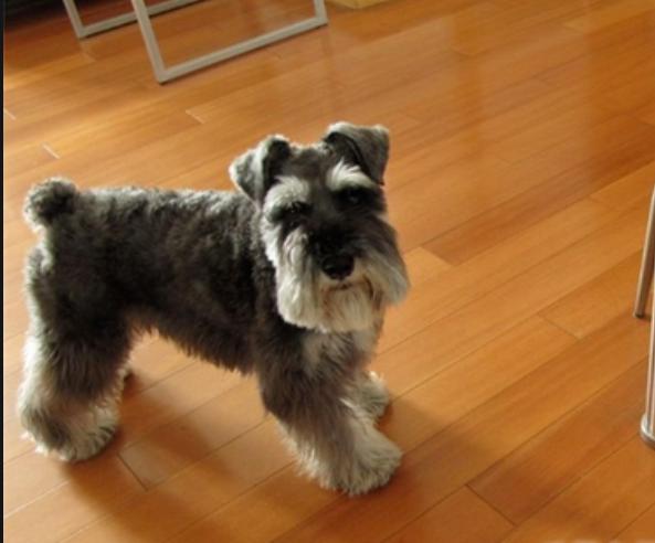 公认最爱干净的狗狗,世界公认十大新手最好养的狗狗