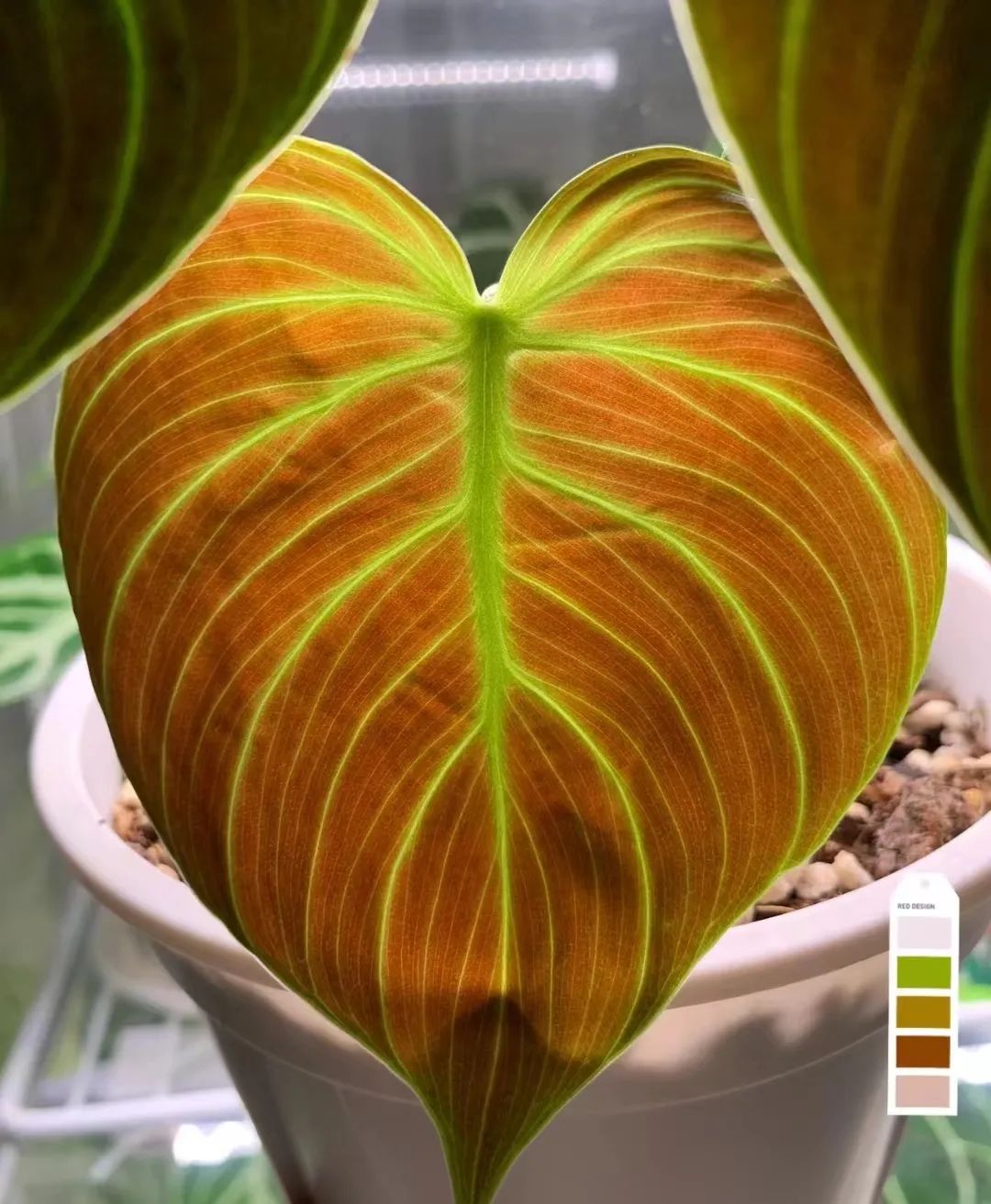 盘点24个常见蔓绿绒品种，叶色靓丽颜值高，总有一款撬动你的心！