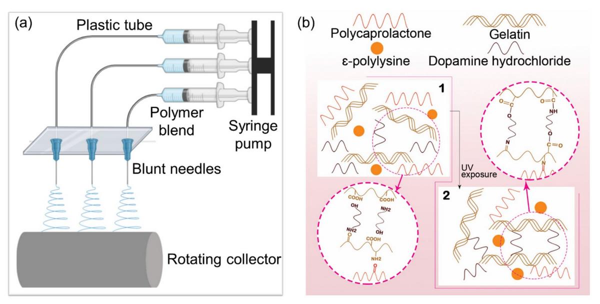 「科研快报」基于静电纺丝的PCL/明胶支架模拟皮肤ECM的抗菌敷料