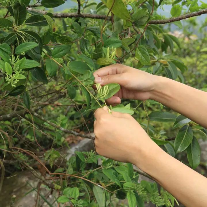 中医故事|我的父亲“袁先生”，我的中医启蒙老师