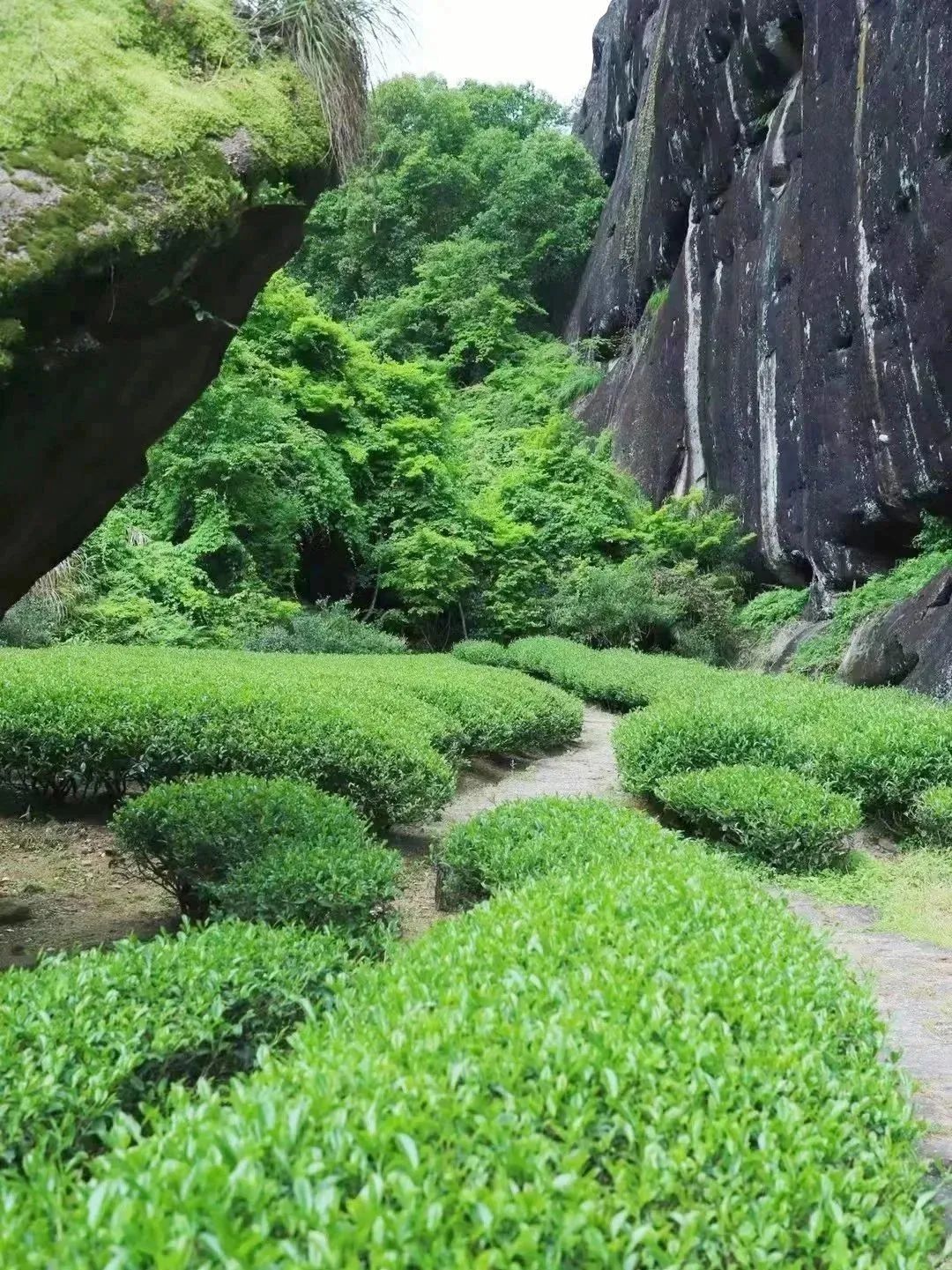 武夷岩茶正岩山场土质怎么样,山场正岩