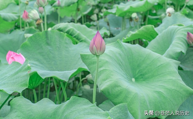 莲花出淤泥不染濯清涟而不妖,花仙子出淤泥而不染