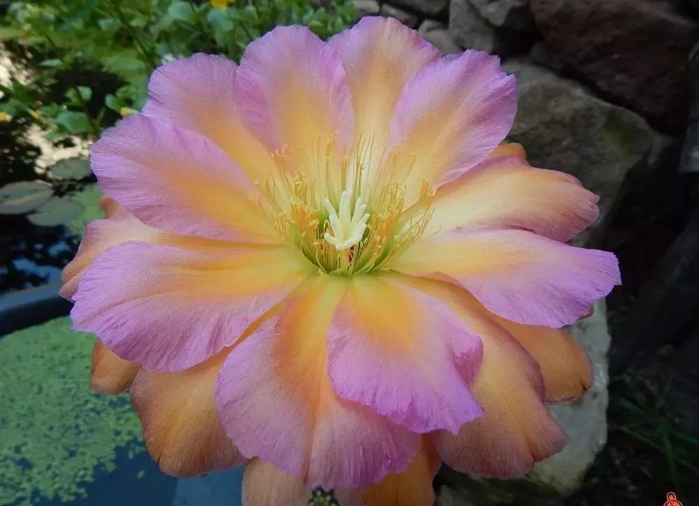 200种·仙人球开花图鉴，大开眼界，美到爆