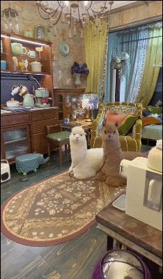 腾讯体育视频直播世界杯,腾讯视频直播世界杯