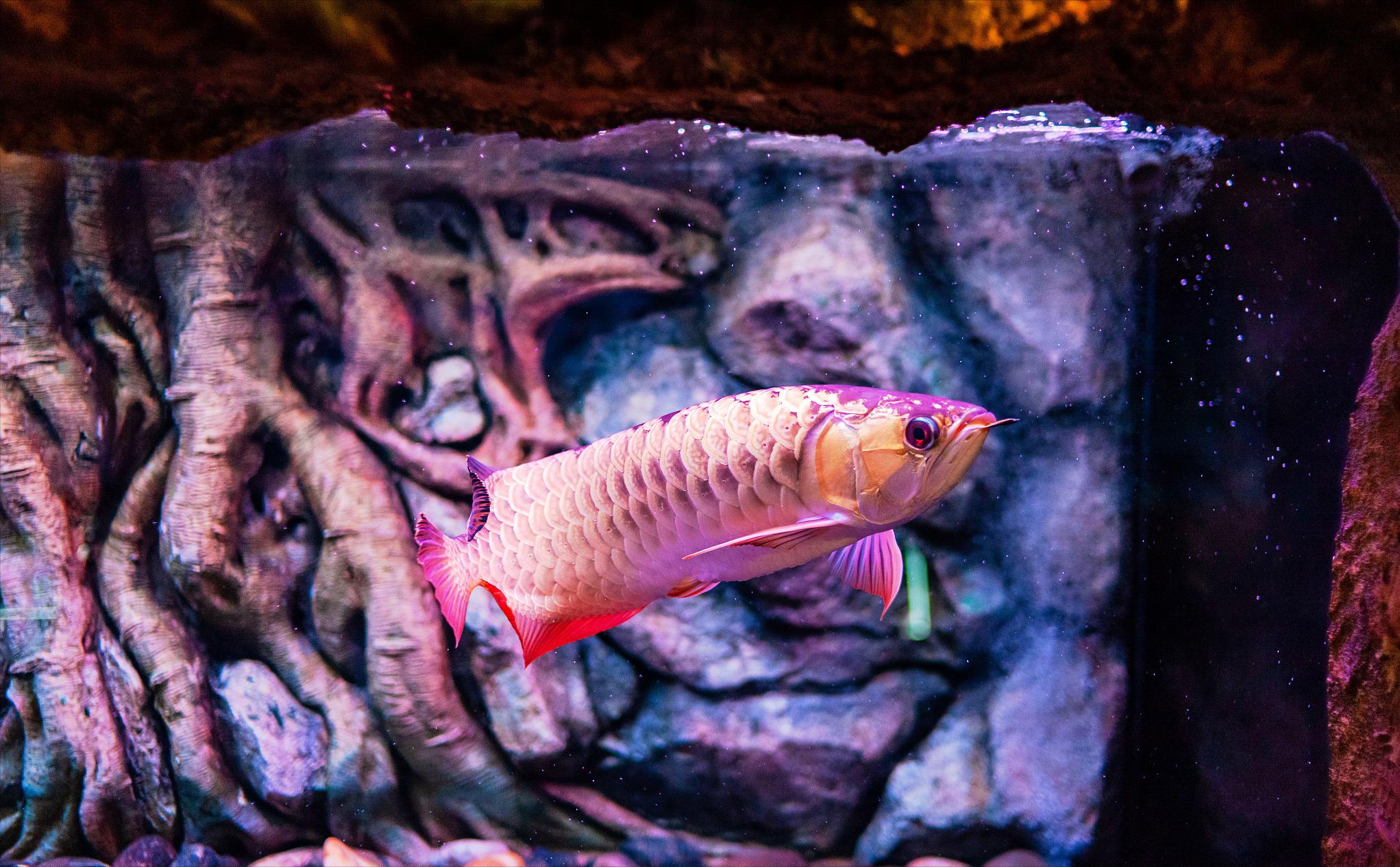 怎么防止龙鱼掉眼,如何预防龙鱼凸眼