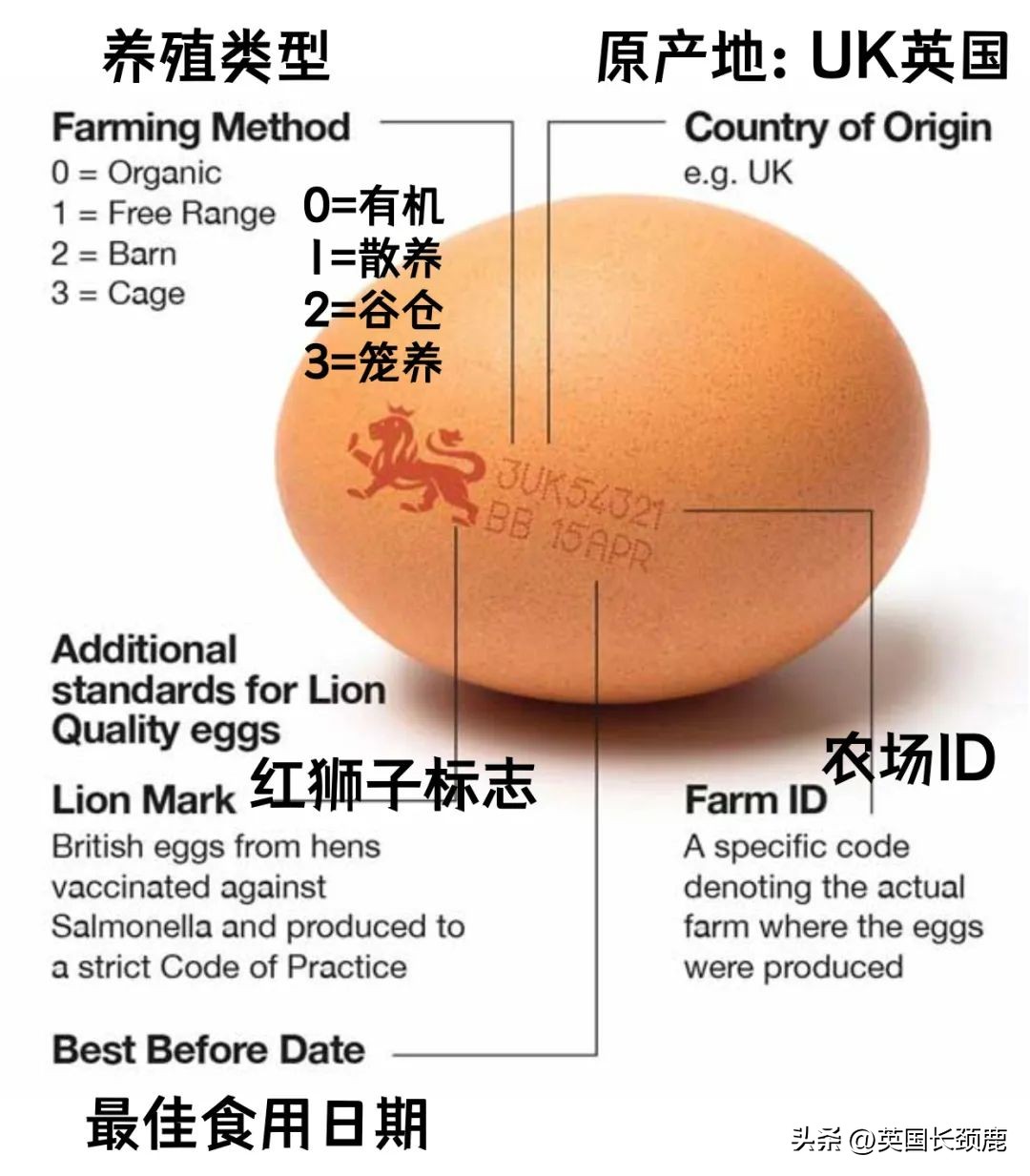 在英国鸡蛋怎么做才好吃,英国怎么选鸡蛋