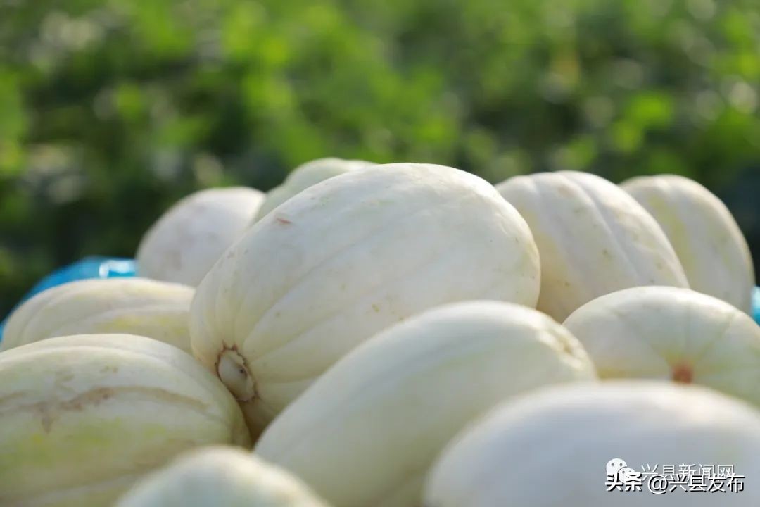 【乡村振兴】兴县康宁镇刘家曲村:大棚甜瓜喜丰收村民致富甜心头