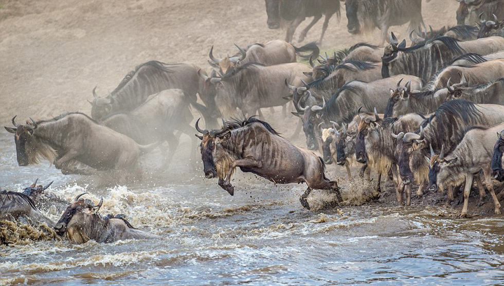 速度和力量的代表动物,速度与力量的完美结合