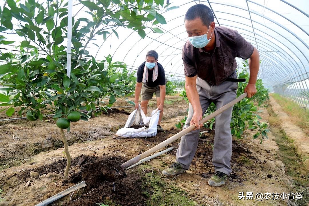 磷肥过量施用会怎样,磷元素缺乏有什么危害